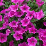 Petunia -Supercascade Series Flower Garden Seed -Pink Blooms -Annual