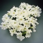 Petunia – Supercascade Series Flower Garden Seed – White Color Blooms