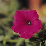 Petunia -Tidal Wave Series Flower Garden Seed -Cherry Color Blossoms