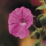 Petunia -Tidal Wave Series Flower Garden Seed-Hot Pink Annual Flowers