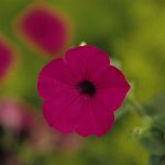 Petunia – Tidal Wave Series Flower Garden Seed-Purple Blossoms- Annual