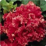 Petunia – Double Valentine Flower Garden Seed – Deep Red Ruffled