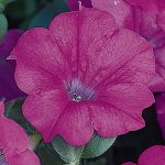 Petunia -Wave Series Flower Garden Seed -Pelleted -Lavendar -Annual
