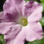 Petunia-Wave Series Flower Garden Seed-Pelleted-Misty Lilac-Annual