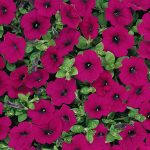 Petunia – Wave Series Flower Garden Seed – Pelleted – Purple – Annual