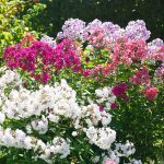 Phlox – New Hybrids Flower Seed Mix – 100 Seeds – Perennial Garden