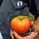Tomato Garden Seeds – Pineapple – 1 Oz – Heirloom, Vegetable Gardening