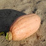 Pink Banana Jumbo Winter Squash Garden Seeds-1 Oz-Non-GMO, Heirloom