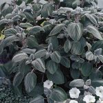 Plectranthus – Silver Shield Flower Seeds – 100 Seeds -Annual Garden