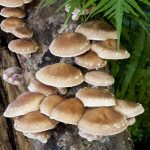 Shiitake Log Plugs – Mushroom Shitake Spawn Log Growing Dowels