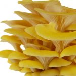 Yellow Oyster Log Plugs – Mushroom Spawn Log Growing Dowels