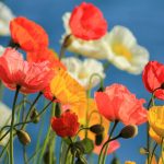 California Poppy Flower Seeds – Mission Bells – 1 oz – Annual Poppy