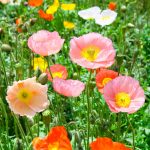 Poppy Flower Seed – Iceland – Champagne Bubbles Mix – 500 Seeds