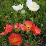 Poppy Flower Seeds – Iceland Finest Mix – 1 oz Seed – Annual Poppies
