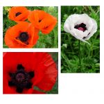 Poppy Wild Flower Seeds -Oriental Mix -500 Seeds- Perennial Wildflower