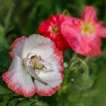 Poppy Flower Seeds -Shirley Double Mixture -1 oz Seed -Annual Poppies