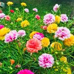 Portulaca Flower Seeds – Double Mix – 1 oz- Gardening – P. grandiflora
