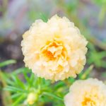 Portulaca Flower Seed – Sundial Series – Pelleted – Cream Blossoms