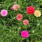 Portulaca Flower Seed -Sundial Series -Pelleted -Annual Flower Garden