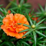 Portulaca Flower Seed -Sundial -Multi Seed Pellets -Orange -Gardening
