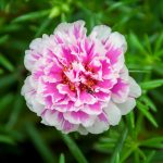 Portulaca Flower Seed – Sundial- 1000 Seeds- Peppermint- Annual Garden
