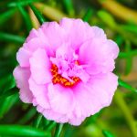 Portulaca Flower Seed – Sundial – Multi Seed Pellets – Pink – Garden