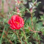 Portulaca Flower Seed -Sundial -1000 Seeds -Scarlet-Annual Gardening
