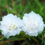 Portulaca Flower Seed – Sundial – 1000 Seeds – White Blossoms – Annual