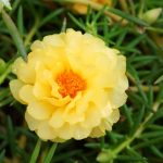 Portulaca Flower Seed – Sundial Series – Pelleted – Yellow Blossoms