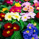 Primula Primrose Flower Seeds – Super Nova Mix – 100 Seeds – Perennia