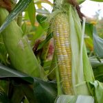 Providence Hybrid Triplesweet Corn Garden Seeds – 5 Lb – Non-GMO
