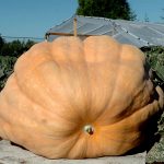 Pumpkin Garden Seeds – Dills Atlantic Giant – 4 oz – Non-GMO, Heirloom