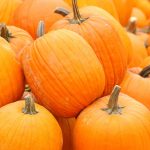 Pumpkin Garden Seeds – Autumn Gold Hybrid- 1 Lb Bulk Seed – Non-GMO