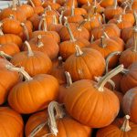 Pumpkin Garden Seeds – Baby Bear – 1 oz – Heirloom, Non-GMO Vegetable