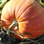 Pumpkin Garden Seeds – Baby Max – 1 Lb Bulk Seed – Heirloom, Vegetable