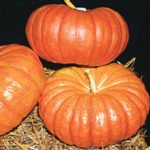 Organic Cinderella Pumpkin Garden Seeds-1 oz-French Heirloom-Non-GMO