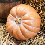 Pumpkin Garden Seeds – Fairytale – 100 Seeds – Non-GMO, Heirloom