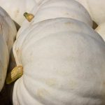 Pumpkin Garden Seeds – Full Moon – 100 (treated) Seeds – Heirloom