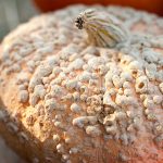 Pumpkin Garden Seeds-Galeaux d Eysines-1 oz (treated) Seeds-Decorative