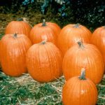 Pumpkin Garden Seeds – Howden Biggie – 1000 (treated) Seeds -Heirloom
