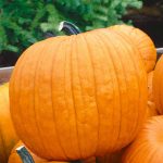 Pumpkin Garden Seeds – Howden-1 oz (treated) Seed – Non-GMO, Heirloom