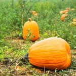 Pumpkin Garden Seeds -Jack O’Lantern Variety -1 Lb -Non-GMO, Heirloom
