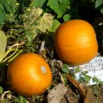 Pumpkin Garden Seeds – Orange Smoothie Hybrid Variety – 100 Seeds