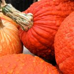 Pumpkin Garden Seeds – Red Warty Thing Variety – 4 oz (treated) Seed