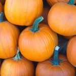 Pumpkin Garden Seeds – Sugar Pie Variety – 1 Lb – Non-GMO, Heirloom