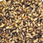 Purple Barley-5 LB Can-No Hull-Organic-Sprouting, Flour, Recipes