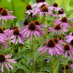Purple Coneflower Wild Flower Seeds – 1 Lb – Perennial Wildflowers