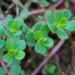 Green Purslane Seeds -1 Lb -Heirloom, Non-GMO – Perennial Garden Green