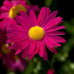 Pyrethrum Flower Seeds -James Kelway Variety -100 Seeds -Red and Gold