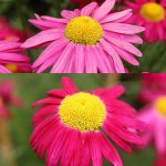 Pyrethrum Flower Seeds- Robinsons Mixture – 1000 Seeds- Painted Daisy